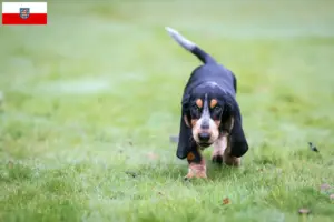 Read more about the article Criadores de Basset bleu de Gascogne e cachorros na Turíngia
