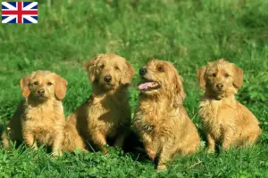 Read more about the article Criadores de Basset fauve de Bretagne e cachorros na Grã-Bretanha