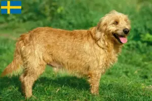 Read more about the article Basset fauve de Bretagne criadores e cachorros na Suécia