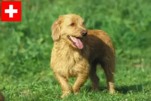 Read more about the article Basset fauve de Bretagne criadores e cachorros na Suíça