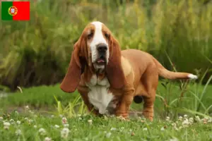 Read more about the article Criadores de Basset Hound e cachorros em Portugal