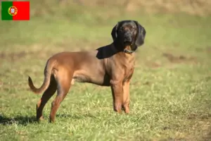 Read more about the article Criadores de Bavarian Mountain Hound e cachorros em Portugal