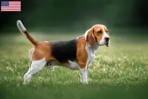 Read more about the article Criadores de Beagle e cachorros nos EUA