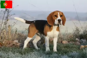 Read more about the article Criadores de Beagle e cachorros em Portugal