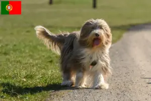 Read more about the article Criadores de Bearded Collie e cachorros em Portugal
