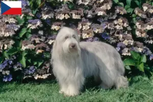 Read more about the article Criadores de Collie barbudo e cachorros na República Checa