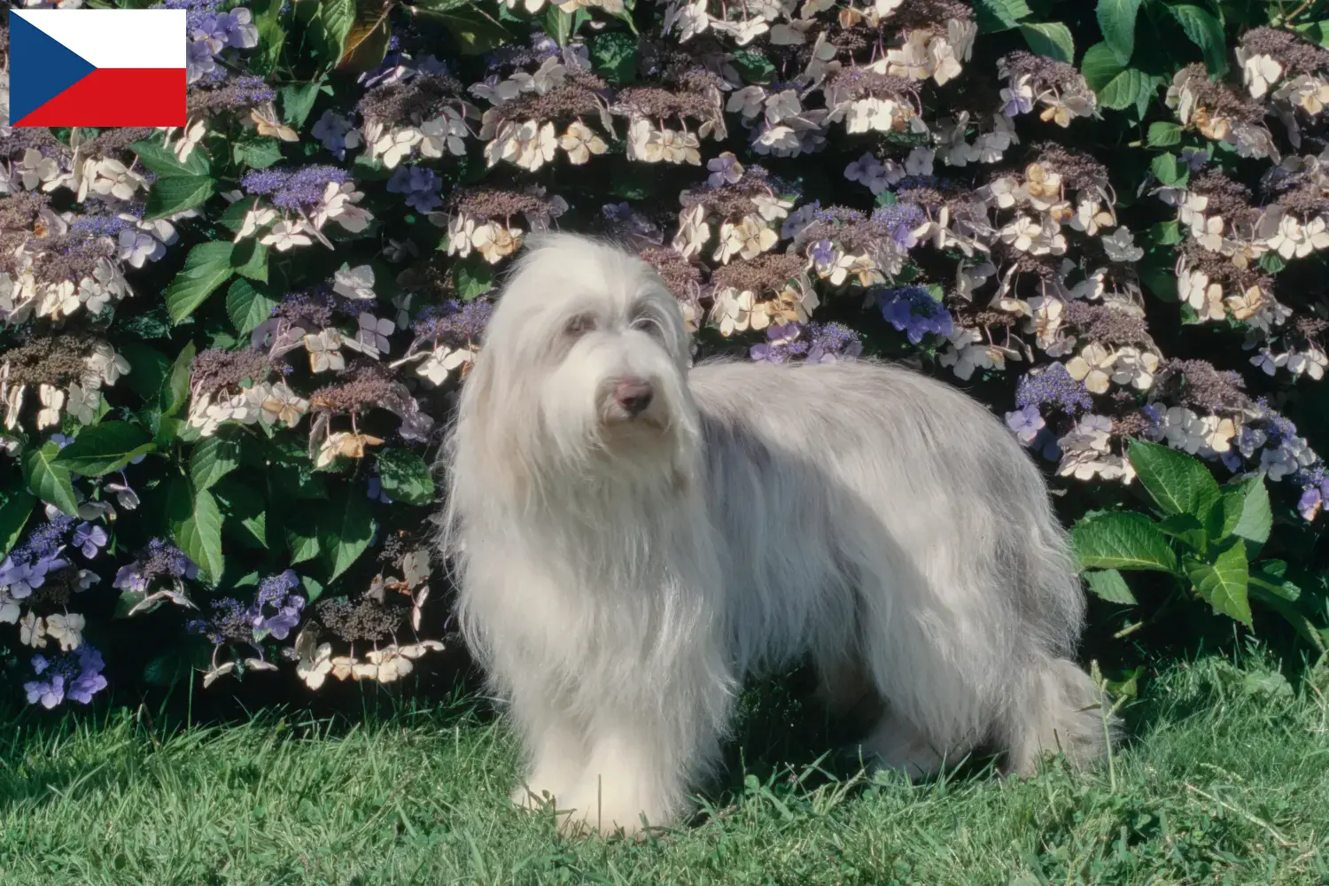 Read more about the article Criadores de Collie barbudo e cachorros na República Checa