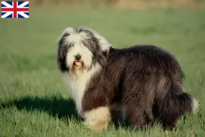 Read more about the article Criadores de Bearded Collie e cachorros na Grã-Bretanha
