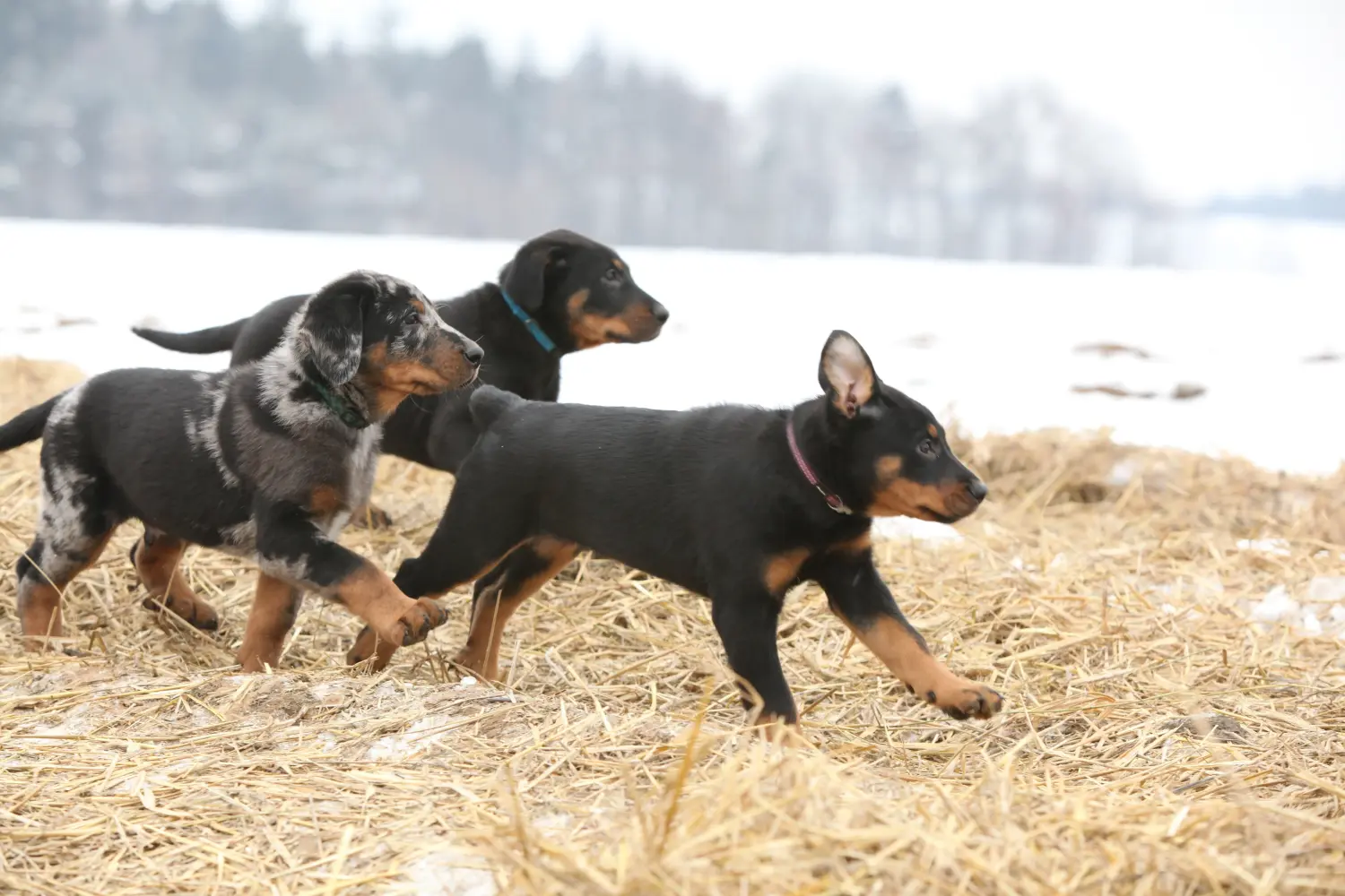 Comprar um cachorro Beauceron significa assumir responsabilidades! Comprar cachorros Beauceron.