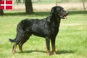 Read more about the article Criadores de Beauceron e cachorros na Dinamarca
