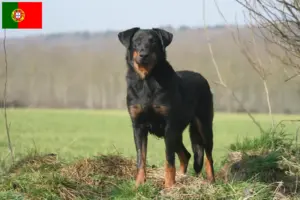 Read more about the article Criadores de Beauceron e cachorros em Portugal