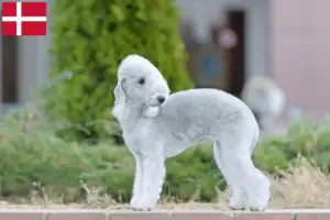 Read more about the article Criadores de Bedlington Terrier e cachorros na Dinamarca