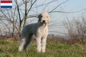 Read more about the article Criadores de Bedlington Terrier e cachorros nos Países Baixos