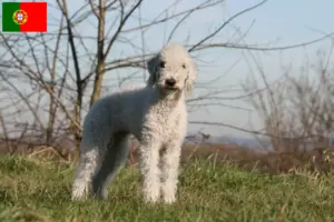 Read more about the article Criadores de Bedlington Terrier e cachorros em Portugal