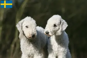 Read more about the article Criadores de Bedlington Terrier e cachorros na Suécia