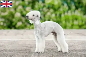 Read more about the article Criadores de Bedlington Terrier e cachorros na Grã-Bretanha