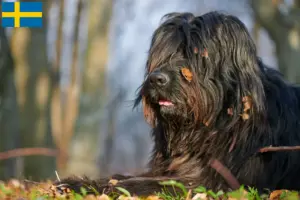 Read more about the article Cão de pastor Bergamasco Criador e cachorros na Suécia