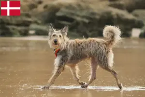 Read more about the article Berger de Picardie criadores e cachorros na Dinamarca