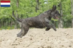 Read more about the article Berger de Picardie criadores e cachorros nos Países Baixos