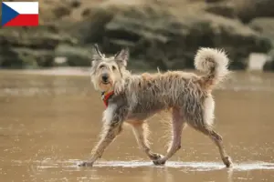 Read more about the article Berger de Picardie criadores e cachorros na República Checa