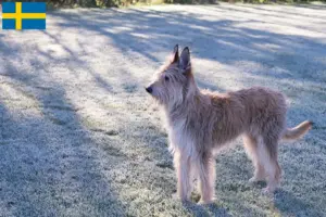 Read more about the article Berger de Picardie criadores e cachorros na Suécia