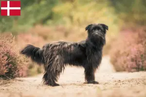 Read more about the article Berger des Pyrenees criadores e cachorros na Dinamarca