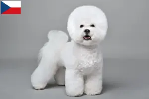 Read more about the article Criadores de Bichon Frisé e cachorros na República Checa