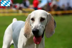 Read more about the article Billy criadores e cachorros na Baviera