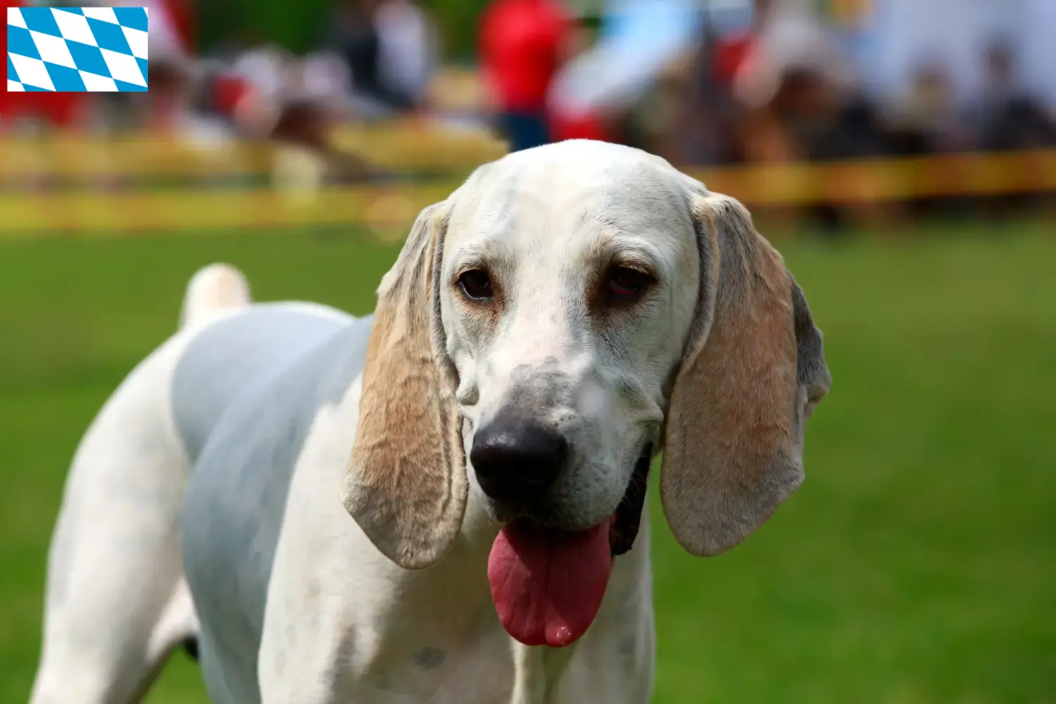 Read more about the article Billy criadores e cachorros na Baviera