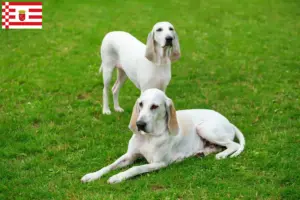 Read more about the article Billy criador e cachorros em Bremen