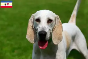 Read more about the article Billy criadores e cachorros em Mecklenburg-Vorpommern