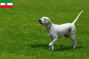 Read more about the article Billy criadores e cachorros em Renânia do Norte-Vestefália