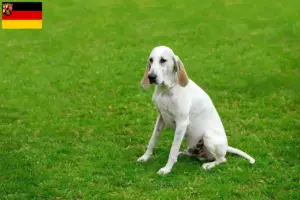 Read more about the article Billy criadores e cachorros em Renânia-Palatinado