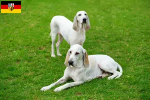 Read more about the article Billy criadores e cachorros em Saarland