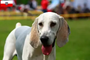 Read more about the article Billy criadores e cachorros em Thuringia