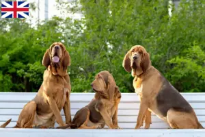 Read more about the article Criadores de Bloodhound e cachorros na Grã-Bretanha