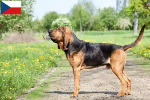 Read more about the article Criadores de Bloodhound e cachorros na República Checa