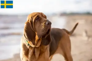Read more about the article Criadores de Bloodhound e cachorros na Suécia