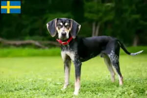 Read more about the article Bluetick Coonhound criadores e cachorros na Suécia