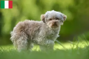 Read more about the article Bolonka Zwetna criadores e cachorros em Itália