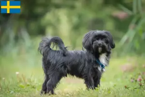 Read more about the article Bolonka Zwetna criadores e cachorros na Suécia