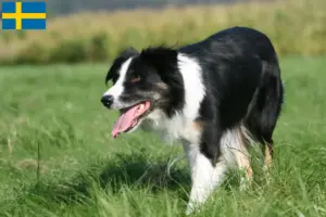 Read more about the article Criadores de Border Collie e cachorros na Suécia