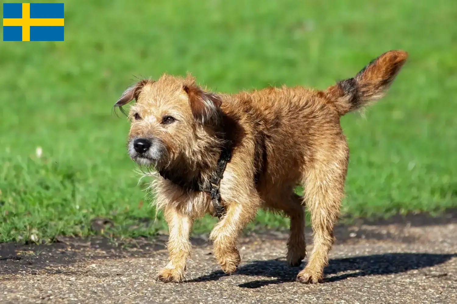 Border Terrier cachorros e criadores Suécia Encontre aqui criadores de Border Terrier na Suécia.