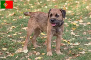 Read more about the article Criadores de Border Terrier e cachorros em Portugal
