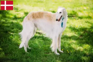 Read more about the article Criadores de Borzoi e cachorros na Dinamarca
