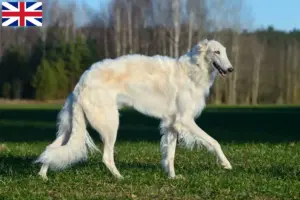 Read more about the article Criadores de Borzoi e cachorros na Grã-Bretanha