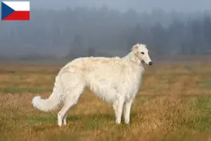 Read more about the article Criadores de Borzoi e cachorros na República Checa