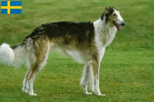 Read more about the article Criadores de Borzoi e cachorros na Suécia