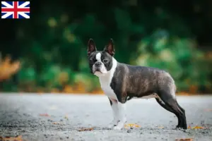 Read more about the article Criadores de Boston Terrier e cachorros na Grã-Bretanha