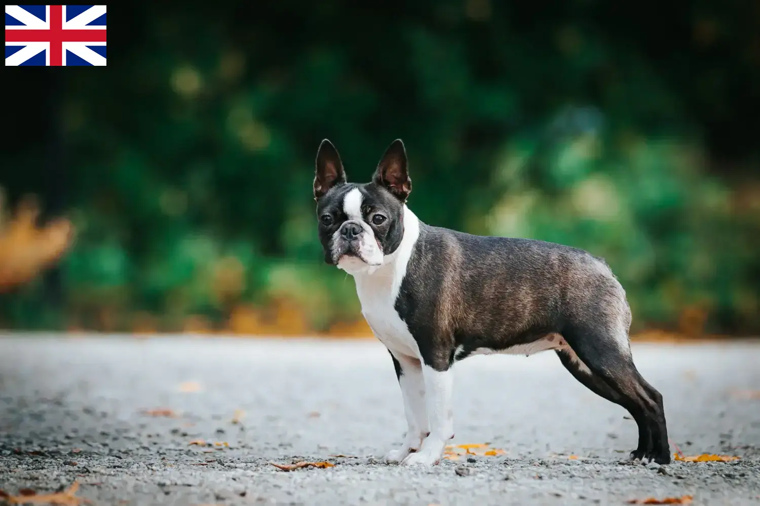Read more about the article Criadores de Boston Terrier e cachorros na Grã-Bretanha